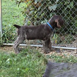 Gordon Setter and Spinone Italiano Puppies from Spinsetters
