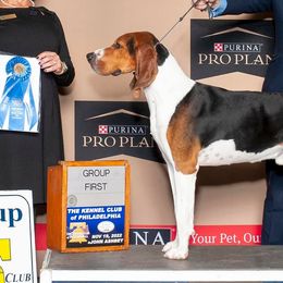American Foxhounds, Redbone Coonhounds, and Treeing Walker Coonhounds from Lost Heritage Hounds