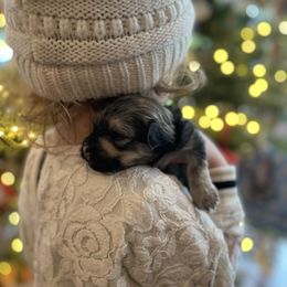 Havanese Puppies from Havanese Braggers