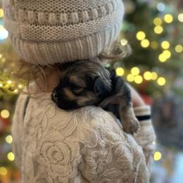 Havanese Puppies from Havanese Braggers