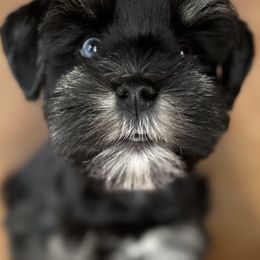 Miniature Schnauzer Puppies from Devon Dunlap