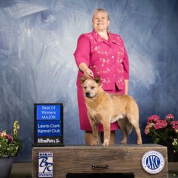 Australian Cattle Dog and French Bulldog Puppies from Sugarloaf French bulldogs and Australian cattle dogs