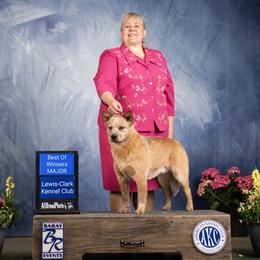 Australian Cattle Dog and French Bulldog Puppies from Sugarloaf French bulldogs and Australian cattle dogs