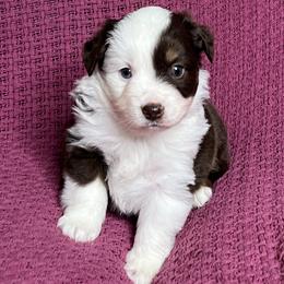 Red Tri Female - Red tri female Miniature Australian Shepherd puppy in Taunton, Massachusetts from Checkered Flag Champions Mini Aussies