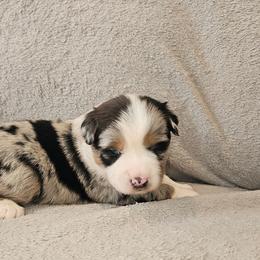 Willys - Blue merle male Miniature Australian Shepherd puppy in Orrtanna, Pennsylvania from Mountain Top Shepherd's