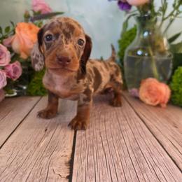 Vinnie - Dapple male Dachshund puppy in Florence, Arizona from Doxie Town Az