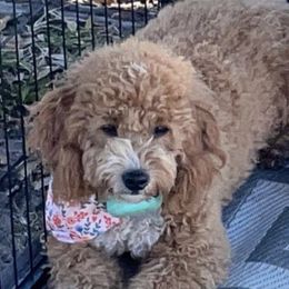 Lilly - Goldendoodle