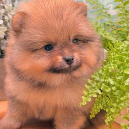 Vinnie - Red sable male Pomeranian puppy in Gilroy, California from Belt Fed Kennels