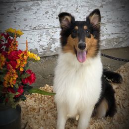 Daisy - Black white and tan Collie puppy in Waterville, Iowa from Lisa’s Lassies