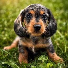 Sheldon - Black and tan male Dachshund puppy in Greenup, Kentucky from Tygart Creek Dachshunds