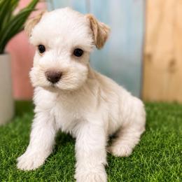 Baxter - Parti male Miniature Schnauzer puppy in Lufkin, Texas from C&K’s Schnauzer House