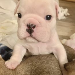 Bulldog Puppies from Adora Bulldogs