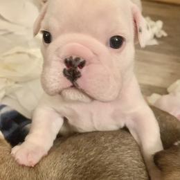 Bulldog Puppies from Adora Bulldogs