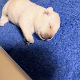 Boy 2 - Yellow male Labrador Retriever puppy in Hinesburg, Vermont from Maple Labradors