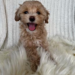 Delilah - Cream female Maltipoo puppy in New Port Richey, Florida from Toy Poodles And Maltese Of Florida