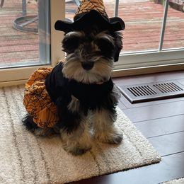Miniature Schnauzer All Grown Up from Stallard’s Schnauzers- miniatures
