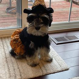 Miniature Schnauzer All Grown Up from Stallard’s Schnauzers- miniatures