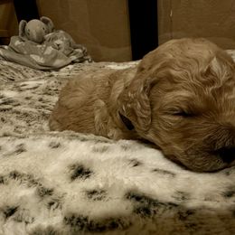 Bristol - Apricot female Goldendoodle puppy in Sanderson, Florida from Serenity Goldendoodles