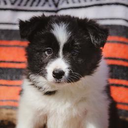 Almond Joy - Black female Border Collie puppy in Dallas, Texas from Effervescent Border Collies