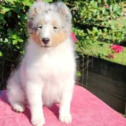 Angelina - Blue merle white and tan female Shetland Sheepdog puppy in Memphis, Tennessee from Ambrozia Kennels