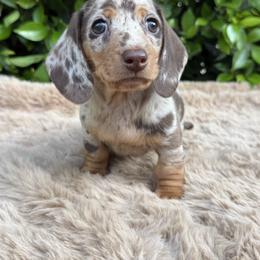 Zoey - Dapple female Dachshund puppy in Temecula, California from Naomi Magee's Dachshund Kennel