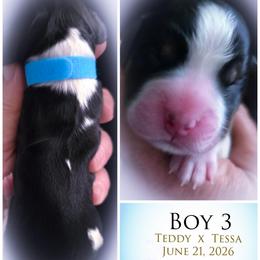 Boy 3 - Black white and tan male English Springer Spaniel puppy in Silverdale, Washington from TimberVale Springers