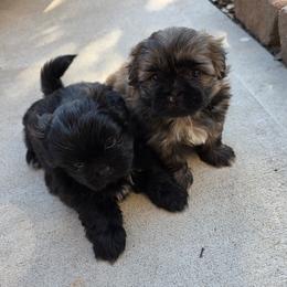 Shih Tzu Puppies from Shih Tzu puppy