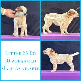 L65-06 - Red mottled male Australian Cattle Dog puppy in Sheridan, Oregon from 6pk Cattledogs