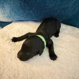 Puppy Green - Black male Australian Labradoodle puppy in Oxford, Mississippi from Stony Brook Australian Labradoodles