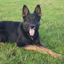 HEIL - German Shepherd