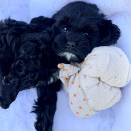 Hank - Black male Cockapoo puppy in Preston, Idaho from Shaffer Top Notch Puppies