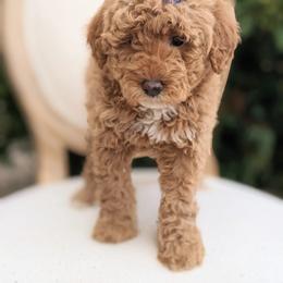 Aussiedoodle and Goldendoodle Puppies from Ever After Doodles Arizona