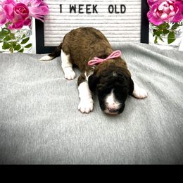 Girl 1 - Brindle Poodle puppy in Wildomar, California from Pounds Puppies Poodles