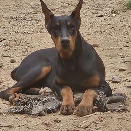 Brown boy - Doberman Pinscher puppy in Georgia from Jeti Dobermans