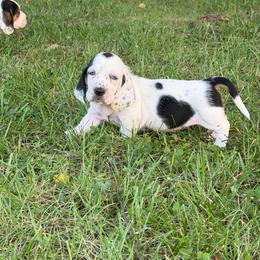Orange Collar Female - Black and white female Basset Hound puppy in Manchester, Tennessee from Middle TN Leopard Catahoulas and Middle TN Bassett Hounds