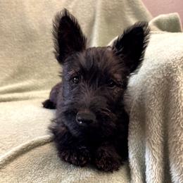 Pepper - Brindle female Scottish Terrier puppy in Coeur D'alene, Idaho from Kimball Kennels