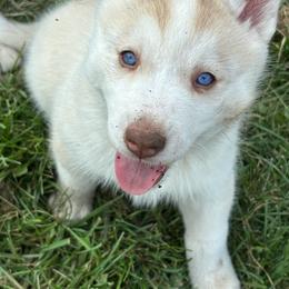 Girl 1 - Gold - Sable and white female Siberian Husky puppy in Independence, Wisconsin from Hito's Huskies
