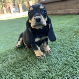 Boy 1 - Black brown and white male Basset Hound puppy in Cedartown, Georgia from Parris Manor Bassets