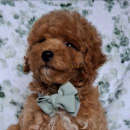 Hunter Bear - Red male Maltipoo puppy in Crestview, Florida from Little Cupcakes and Little Pumpkins Maltipoos