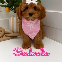 Cinderella - Red female Cavapoo puppy in Buford, Georgia from Petite Posh Puppies