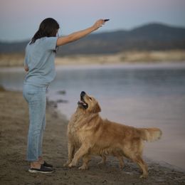 Cavalier King Charles Spaniel and Golden Retriever Puppies from Tsarevich Goldens and Cavaliers