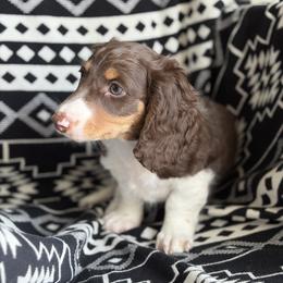Dachshund Puppies from Dachshund Den
