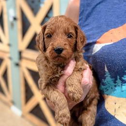 June - Red  female Goldendoodle puppy in Wharton, Texas from Little Fur Friends