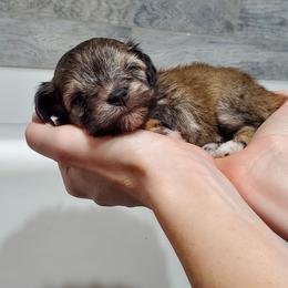Myrtle - Liver female Miniature Schnauzer puppy in Sandy, Utah from Phantom League Schnauzers