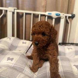 Gray Collar Male - Red  male Poodle puppy in Auburn, Alabama from Coasta J’s Poodles LLC