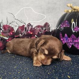 Oogie - Chocolate and cream male Dachshund puppy in Martin City, Montana from FleuryDachs