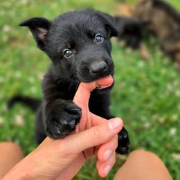 Quasimodo - Black male German Shepherd puppy in Winston Salem, North Carolina from Samtastic Shepherds
