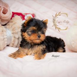 Hopper - Black and tan male Yorkshire Terrier puppy in Marmaduke, Arkansas from Copper Ridge Yorkies