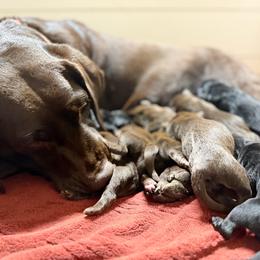 Cider - Chocolate male Labrador Retriever puppy in Sweet Home, Oregon from Knotty Creek Labradors