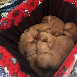 Girl 2 - female Golden Retriever puppy in Stratton, Colorado from Anam Cara Retrievers